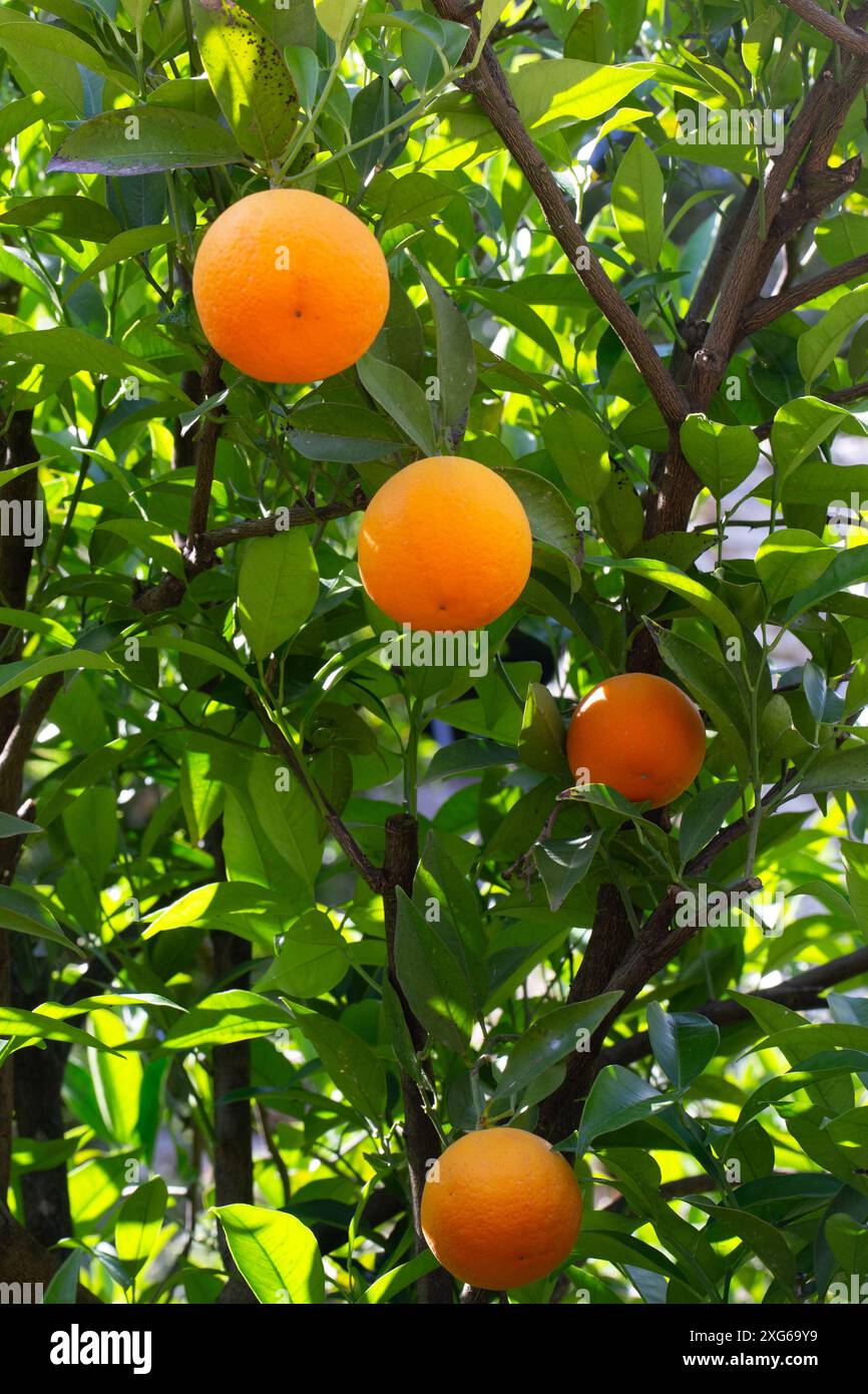 Süße Orangen (Citrus sinensis) in einem Zitrushain in Italien Stockfoto
