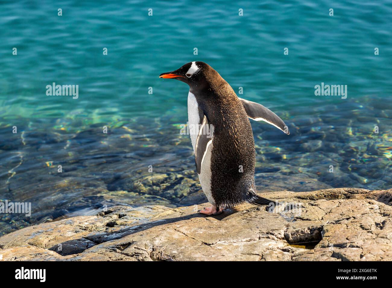 Gentoo-Pinguin, Paradise Harbour, Antarktische Halbinsel, Montag, 20. November, 2023. Foto: David Rowland / One-Image.com Stockfoto