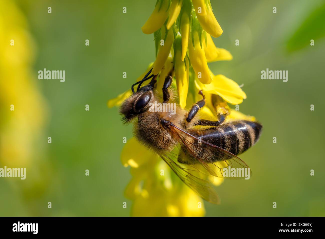 Honigbiene - APIs mellifera, häufiges populäres fliegendes Insekten, das in Wiesen und Wäldern des afro-Eurasischen Festlandes in Tschechien beheimatet ist. Stockfoto