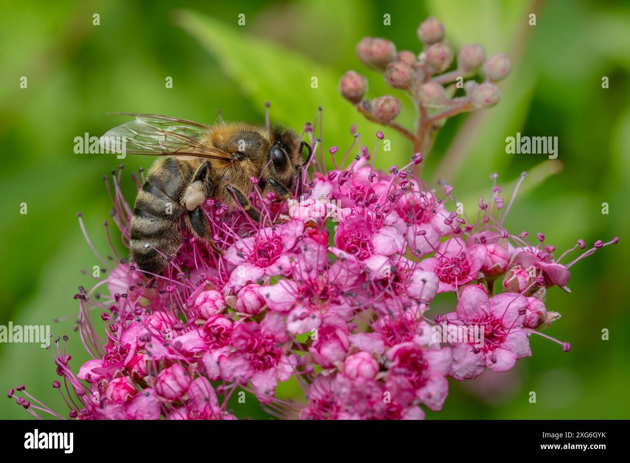 Honigbiene - APIs mellifera, häufiges populäres fliegendes Insekten, das in Wiesen und Wäldern des afro-Eurasischen Festlandes in Tschechien beheimatet ist. Stockfoto