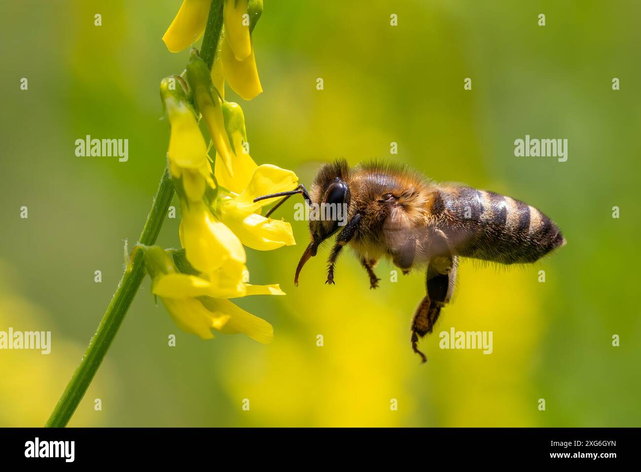 Honigbiene - APIs mellifera, häufiges populäres fliegendes Insekten, das in Wiesen und Wäldern des afro-Eurasischen Festlandes in Tschechien beheimatet ist. Stockfoto