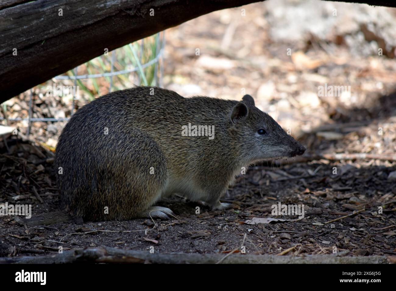 Die südbraunen Bandicoots sind etwa so groß wie ein Kaninchen und haben eine spitze Schnauze, einen buckligen Rücken, einen dünnen Schwanz und große Hinterfüße Stockfoto