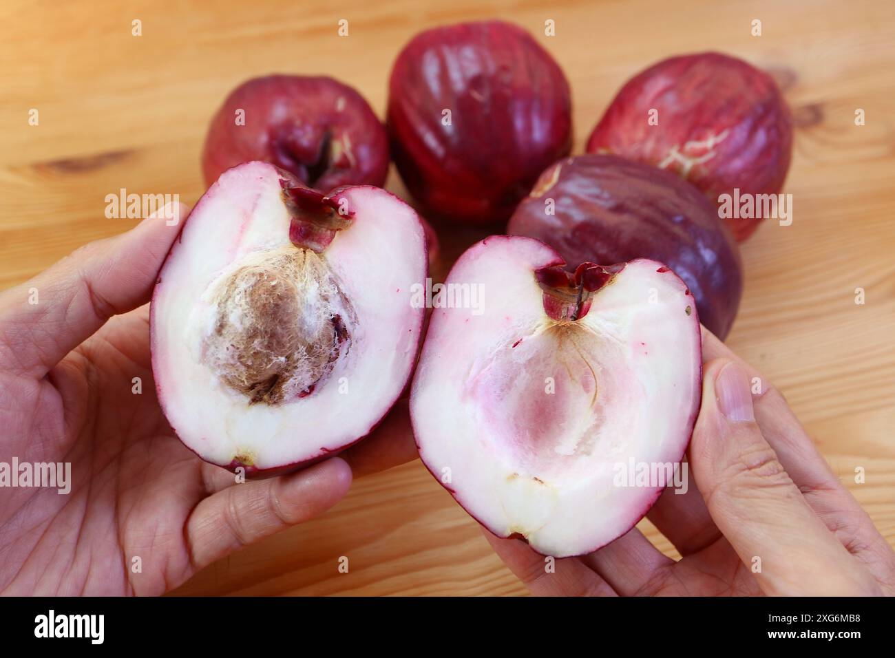 Köstliches weißes samtiges Fleisch reifer malaiischer Äpfel mit einem großen Samen Stockfoto