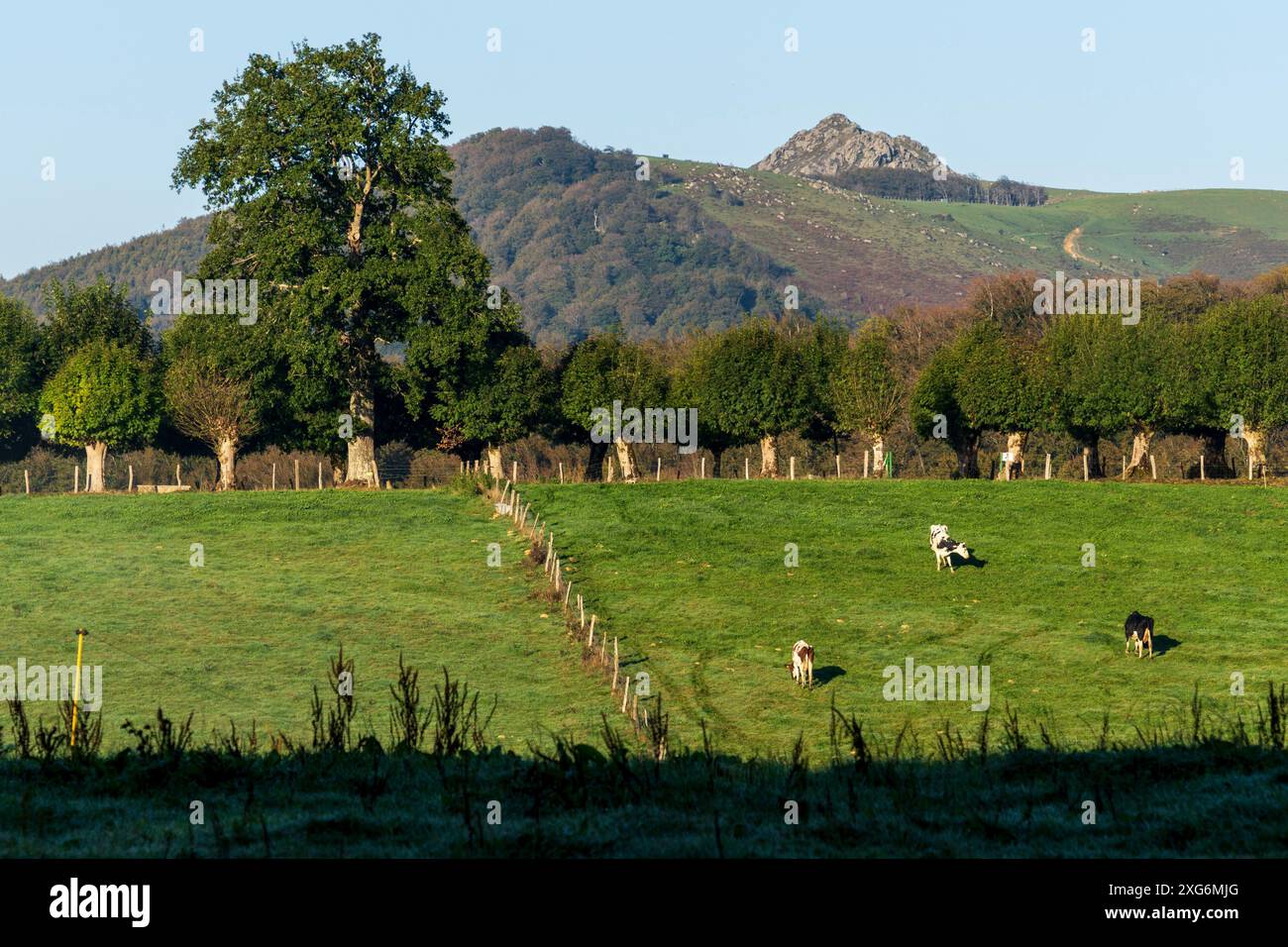 Viehzaun, Roncesvalles, Santiago's Road, Navarra, Spanien. Stockfoto