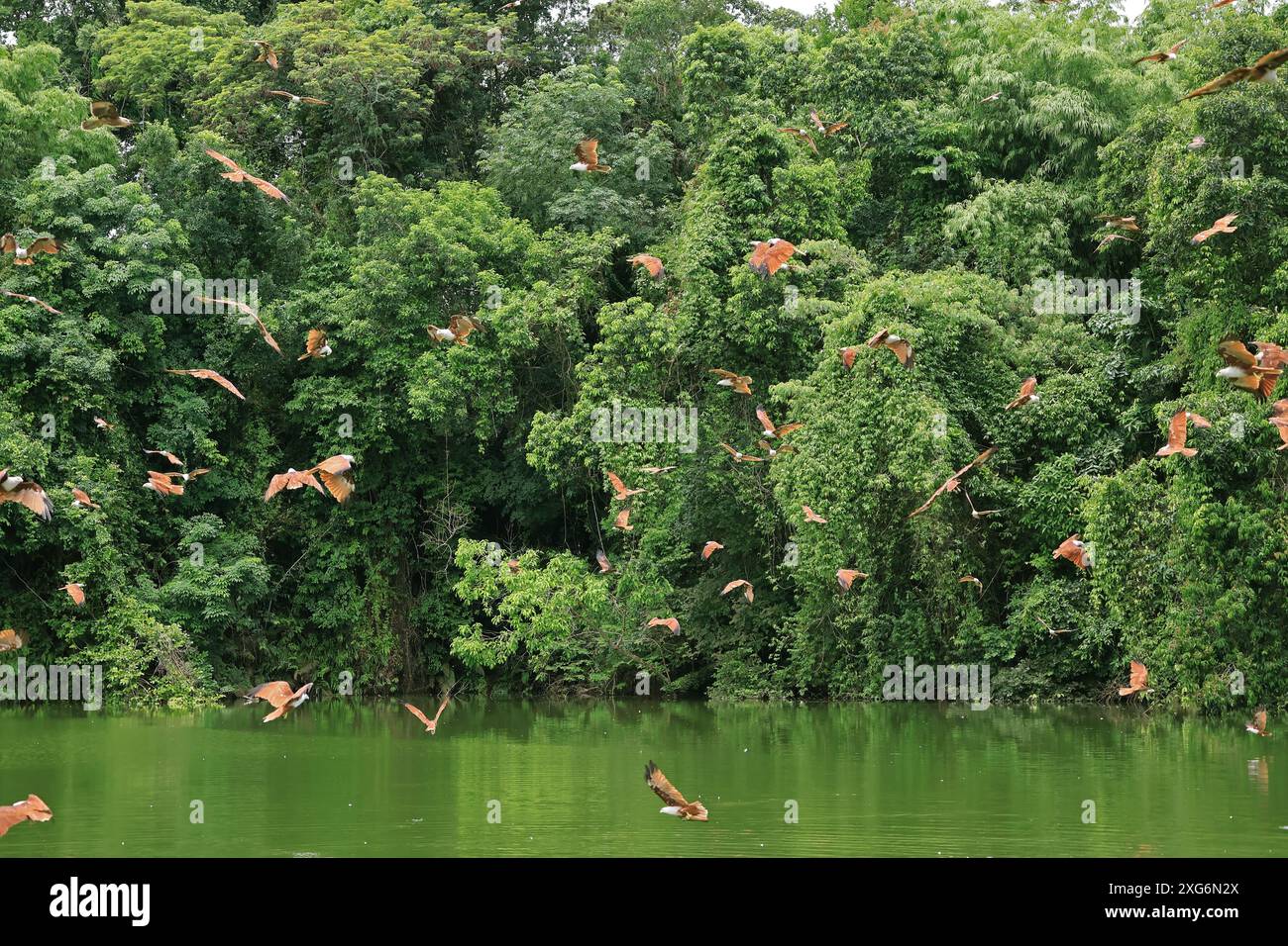 Große Cast von Red Hawks, die auf dem Lake of Rainforest in der Provinz trat, der östlichen Region Thailands, fliegen Stockfoto