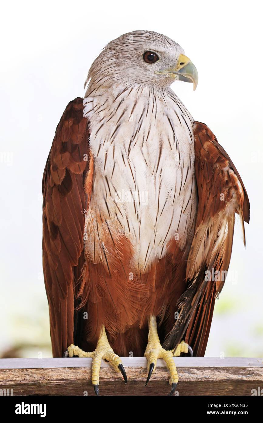Wunderschöner Red Hawk, der seltene Vogel, der viele Menschen in die östliche Region Thailands zieht Stockfoto