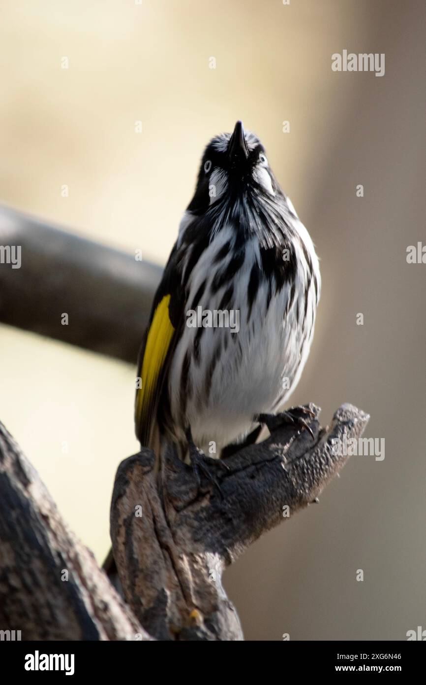Der New Holland Honeyeater ist meist schwarz-weiß, mit einem großen gelben Flügelfleck und gelben Seiten am Schwanz Stockfoto