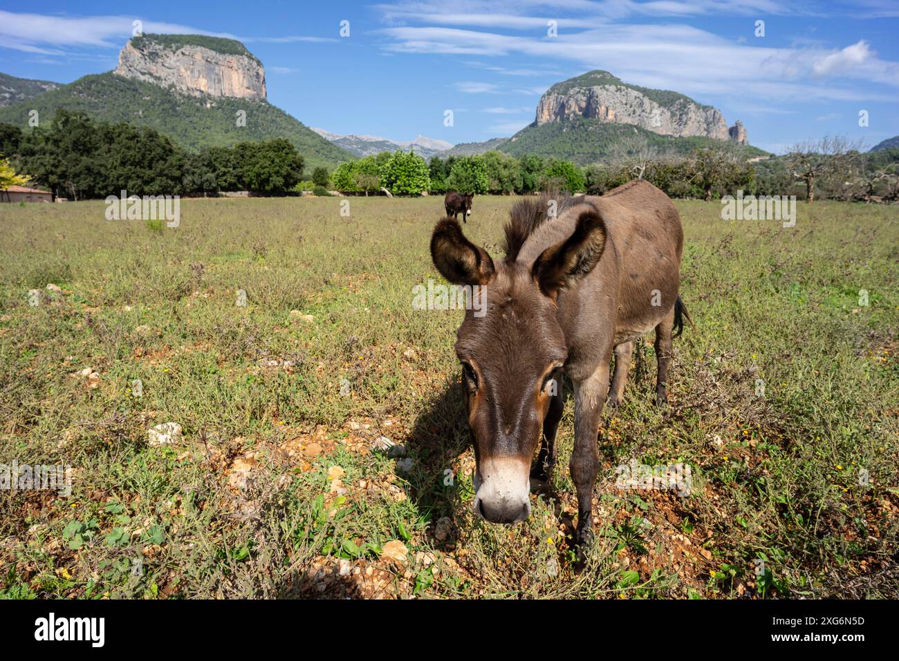 Puig del Castell d'Alaró 822 m und Puig d'Alcadena 817 m, Alaro, Mallorca, Balearen, Spanien. Stockfoto