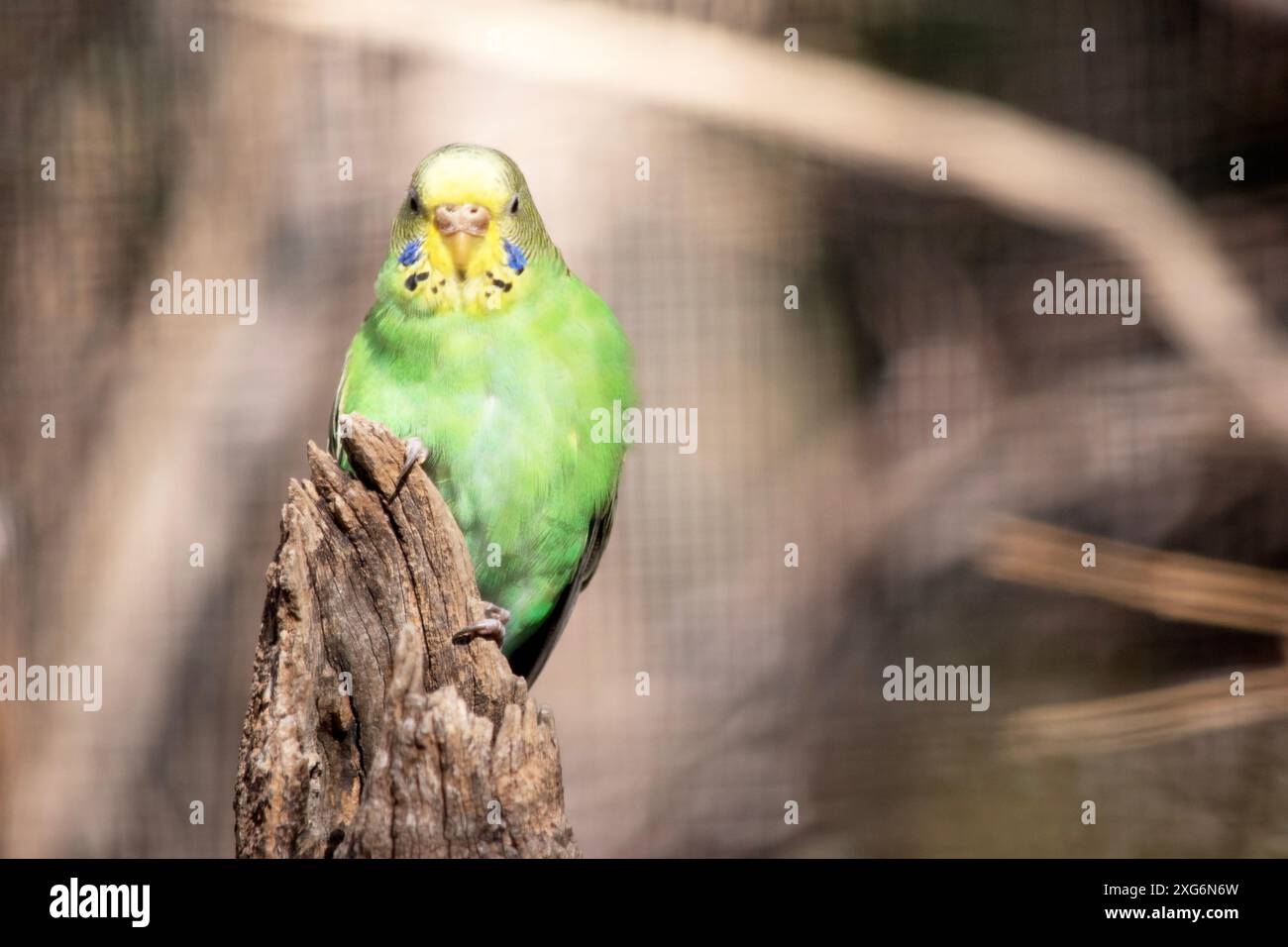 Sittiche sind blassgrün mit schwarzen Balken auf Rücken, Kopf und Flügeln. Stockfoto