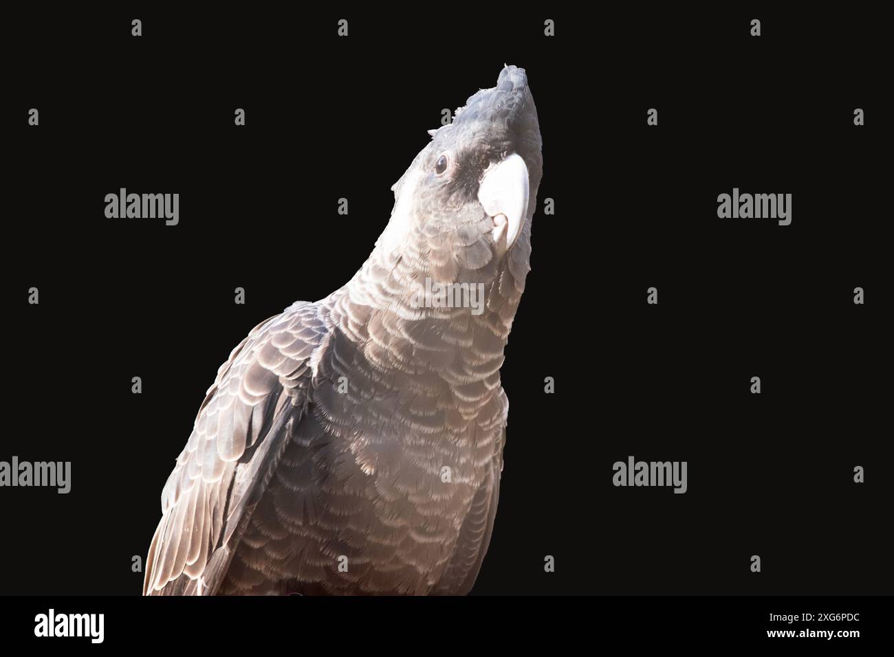 Der Weißschwanzkakadu ist ein schwarzer Vogel mit weißen Kanten um seine Feder und einem weißen Wangenfleck Stockfoto