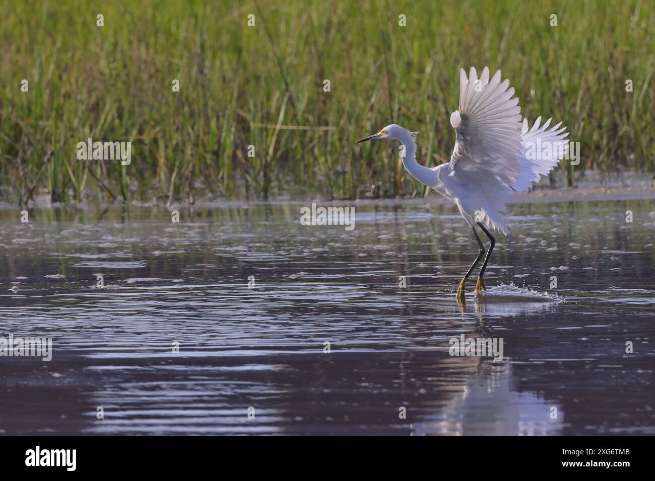 Ein großer Reiher mit Flügeln, der auf dem Wasser landet, umgeben von grünem Gras in einem Feuchtgebiet Stockfoto