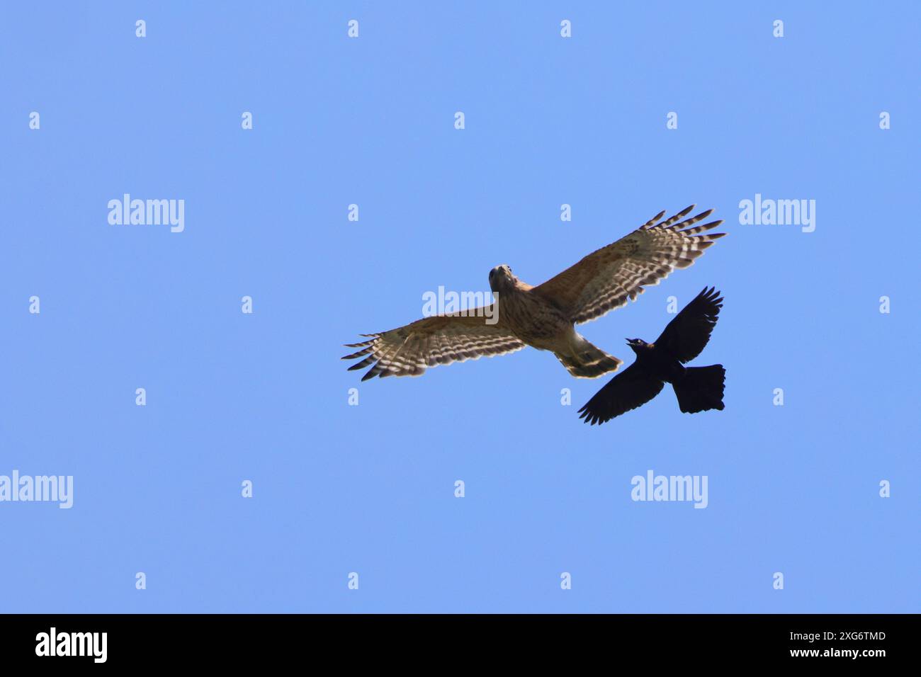 Ein Falke und ein lila jay fliegen am klaren blauen Himmel Stockfoto