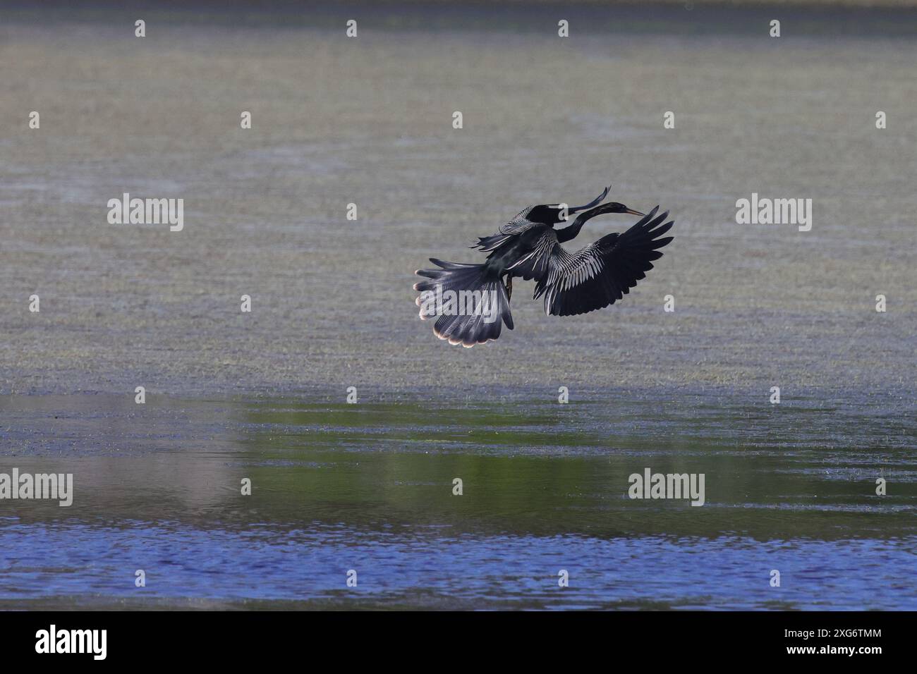 Ein Schlangenvogel während des Fluges über dem ruhigen Wasser. Anhinga anhinga Stockfoto