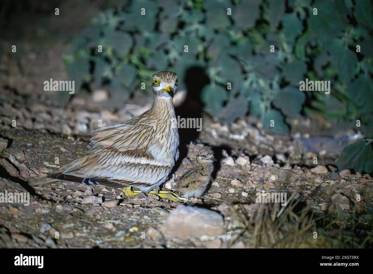 Eurasischer Steinbrach (Burhinus oedicnemus) Nestung. Zwei Mädels, die sich unter ihrer Mutter verstecken Stockfoto