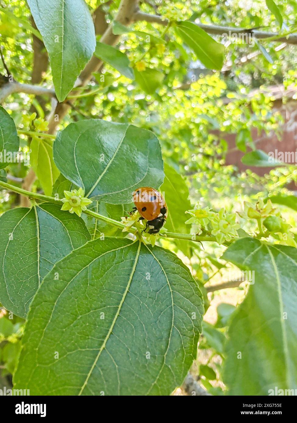Dessert Jujube, blühender Baum im Sommer. Marienkäfer auf einem Baum Stockfoto