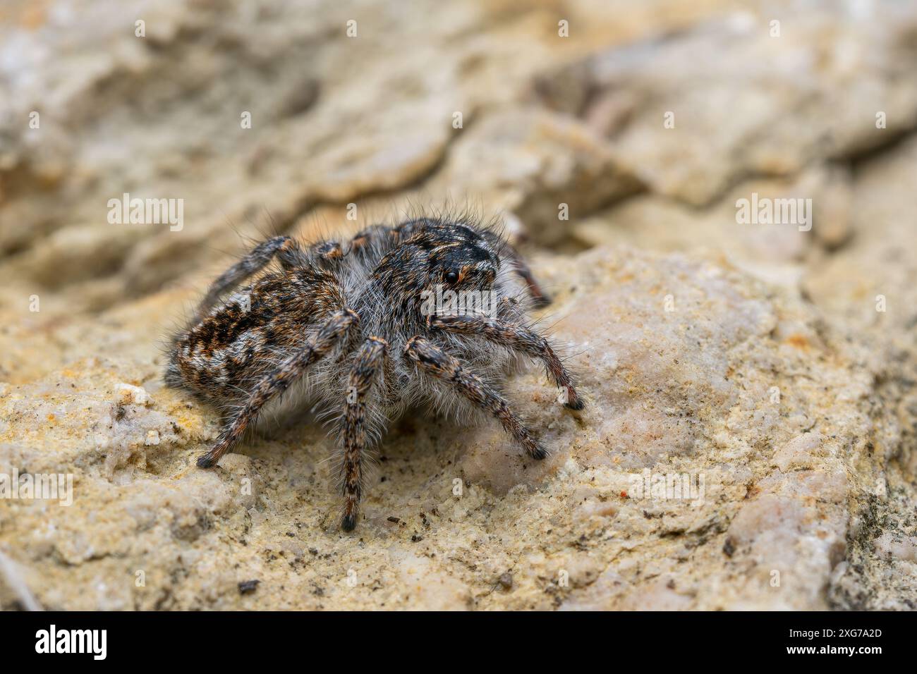 Wunderschöne Springspinne - Philaeus Chrysops, schöne kleine Springspinne aus den europäischen offenen und warmen Bereichen, Mikulov, Tschechische Republik. Stockfoto