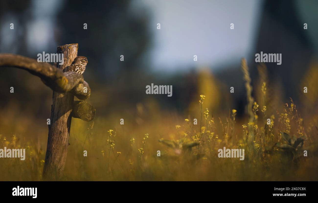 Athene noctuahe sitzt auf einem wunderschönen Holzzaun und hält Ausschau nach Essen, dem besten Foto. Stockfoto