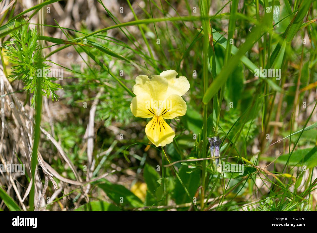 Schöne gelbe Blüten von Viola lutea, dem Stiefmütterchen in den Tatra Bergen, Polen. Stockfoto