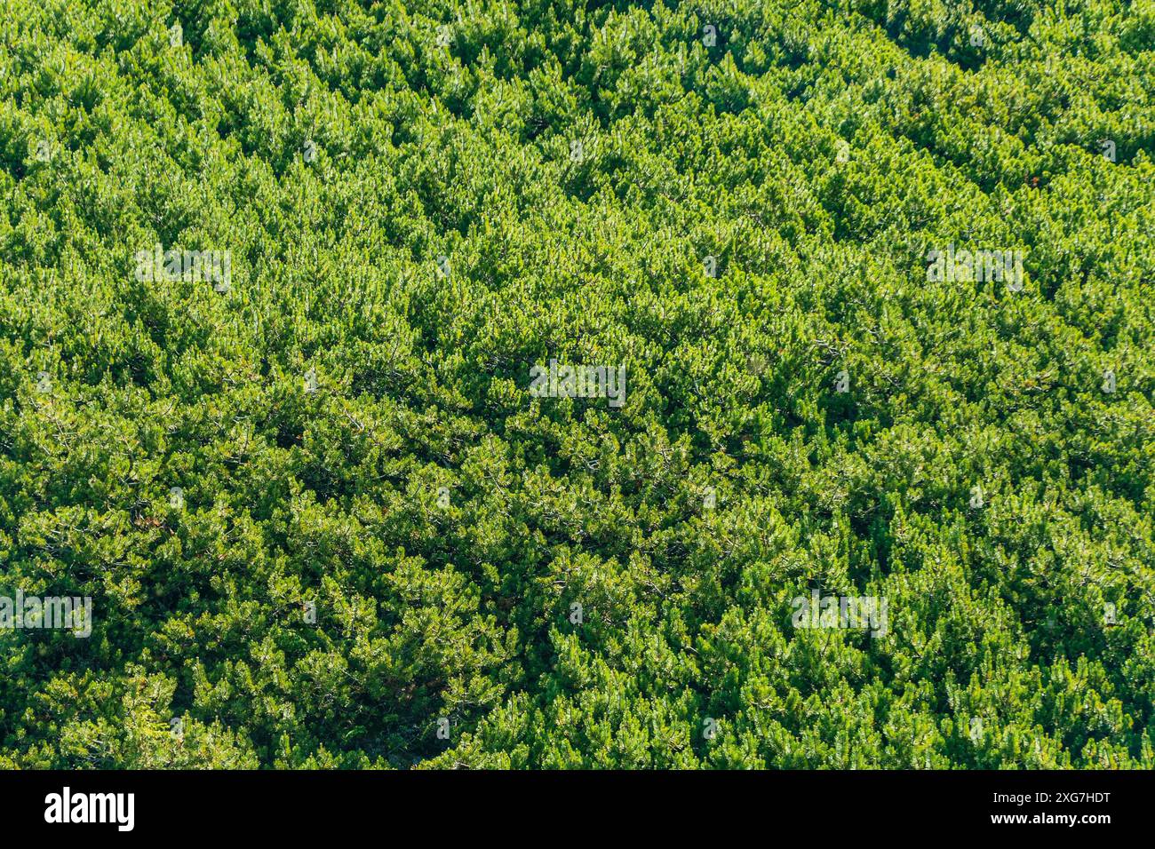 Grüner Nadelhintergrund. Pinus pumila, die sibirische Zwergkiefer, sibirische Zwergkiefer, Zwergkiefer, japanische Kiefer, Kriechkiefer Stockfoto