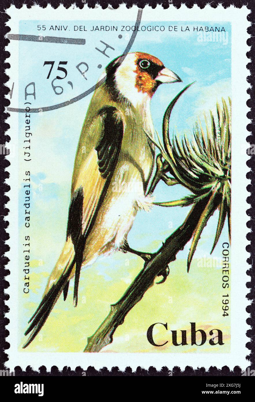 KUBA - UM 1994: Eine in Kuba gedruckte Briefmarke aus der Ausgabe „55. Jahrestag des Zoos von Havanna“ zeigt einen eurasischen Goldfinken (Carduelis Carduelis) Stockfoto