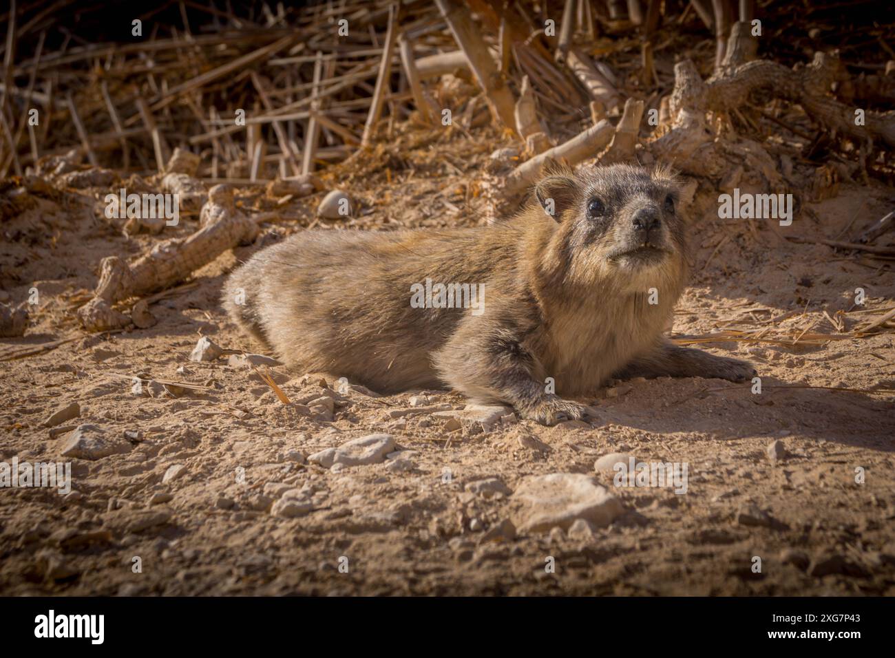 Der Steinhyrax, ein Nagetier aus dem Nahen Osten, in den trockenen Büschen der israelischen Wüste, im Naturschutzgebiet ein Gedi. Stockfoto