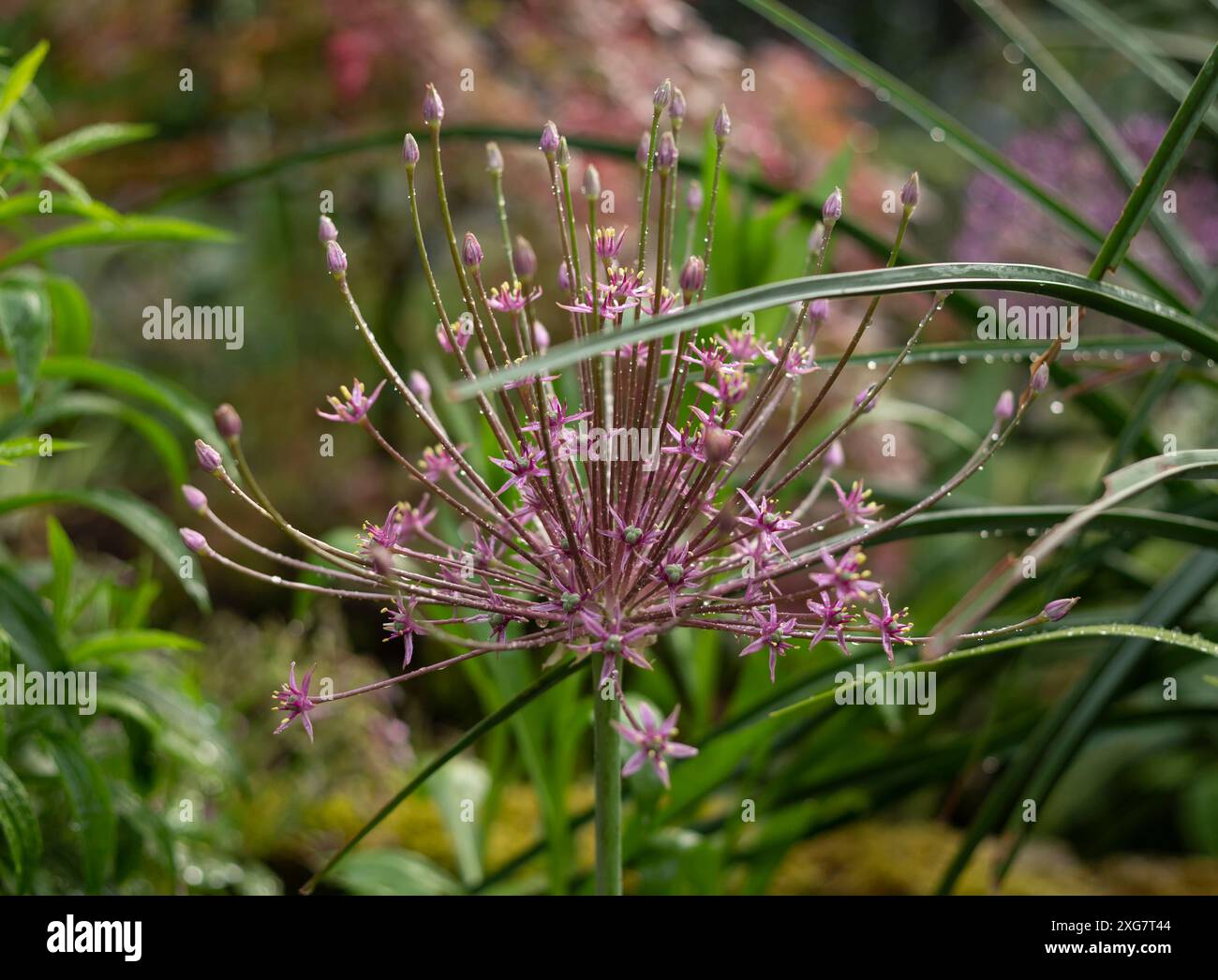 Allium schubertii, das verschiedene gebräuchliche Namen hat, darunter Zierzwiebeln, blühende Zwiebeln, Trommelzwiebeln und persische Zwiebeln Stockfoto