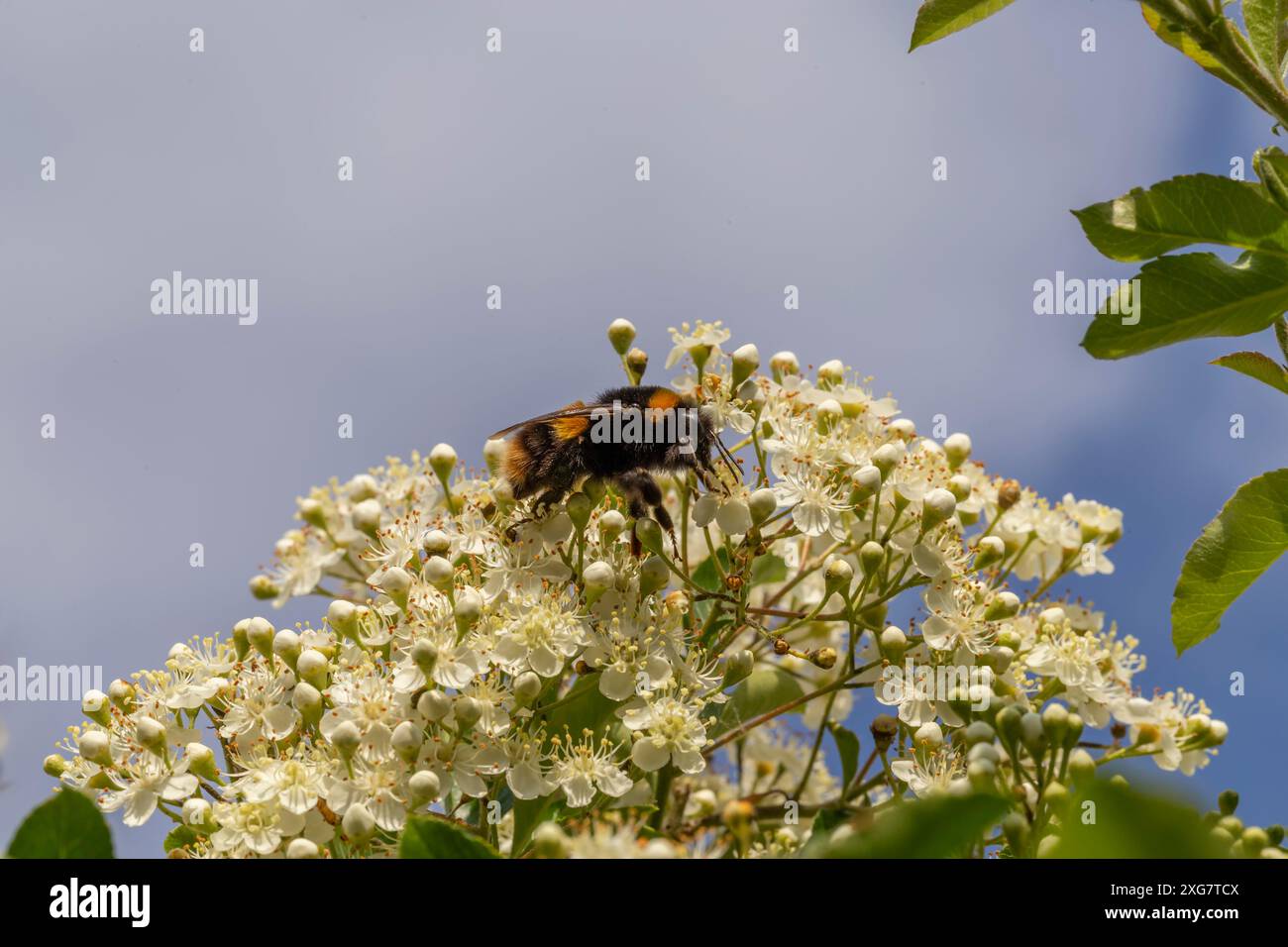 Hummel auf Weißdornblüte Stockfoto
