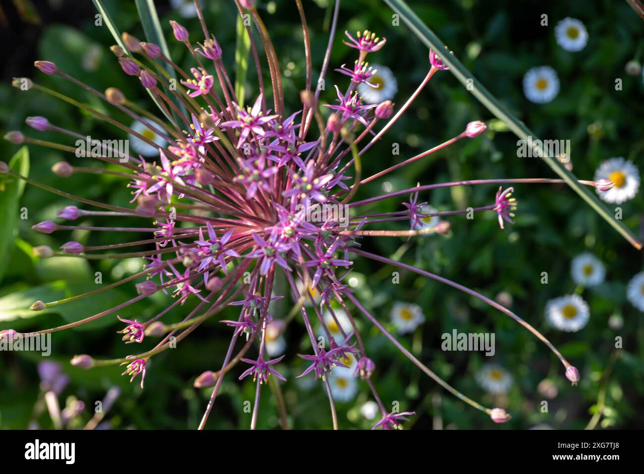 Allium schubertii, das verschiedene gebräuchliche Namen hat, darunter Zierzwiebeln, blühende Zwiebeln, Trommelzwiebeln und persische Zwiebeln Stockfoto