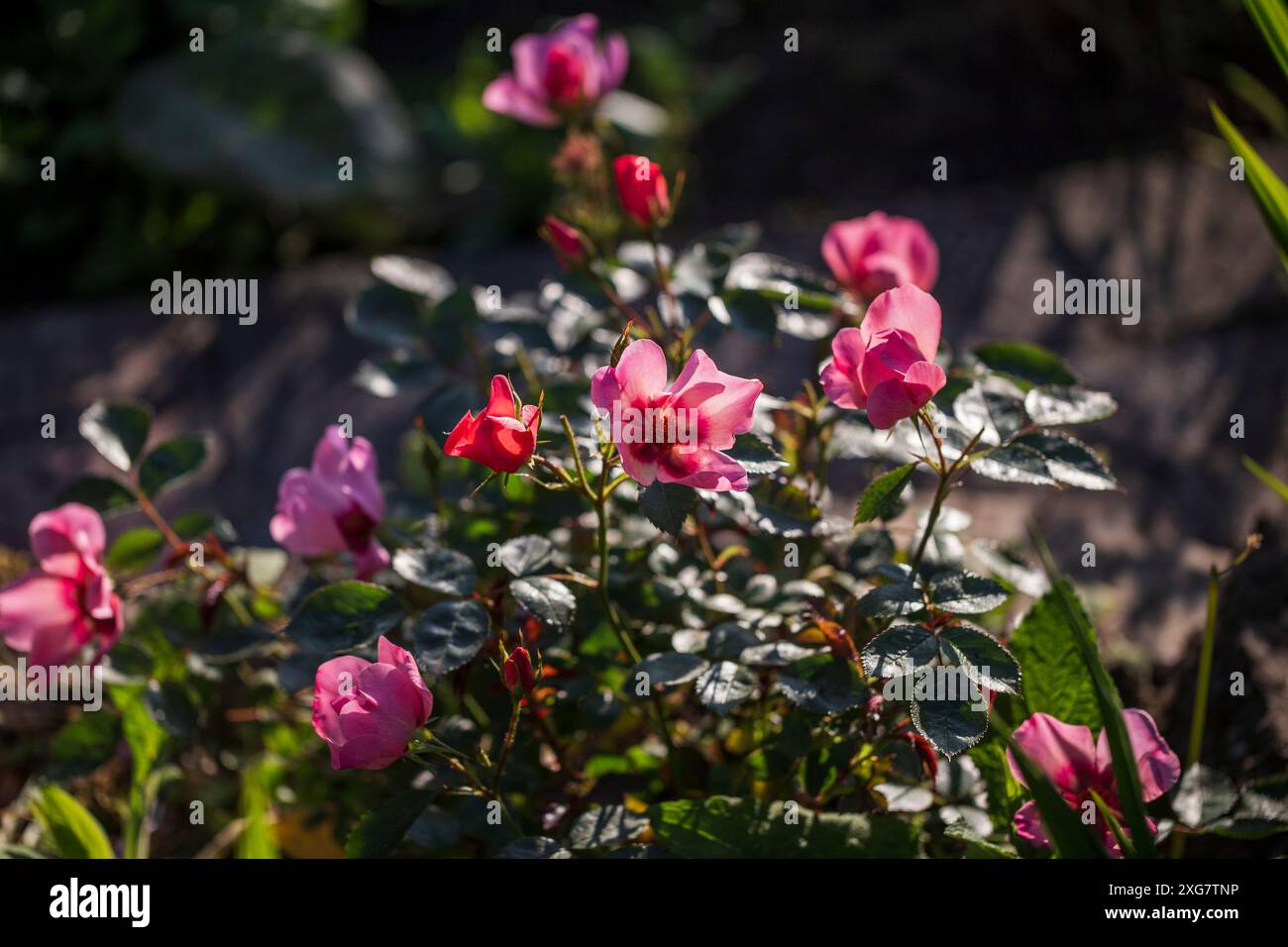 Rose „for your Eyes Only“ Ein kompakter Sträucher, der bis zu 90 cm hoch und breit ist, mit glänzendem, dunkelgrünem Laub. Stockfoto