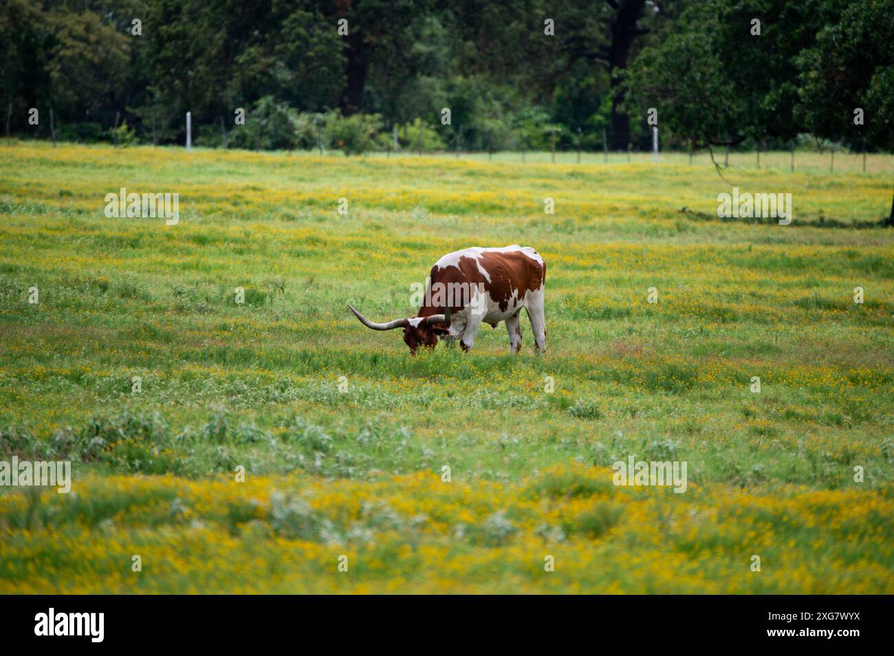 Ein orange-weißer Longhorn-Bulle mit langen, geschwungenen Hörnern, die auf dem zarten, grünen Gras auf einer mit gelben Blüten gefüllten Weide weiden. Stockfoto