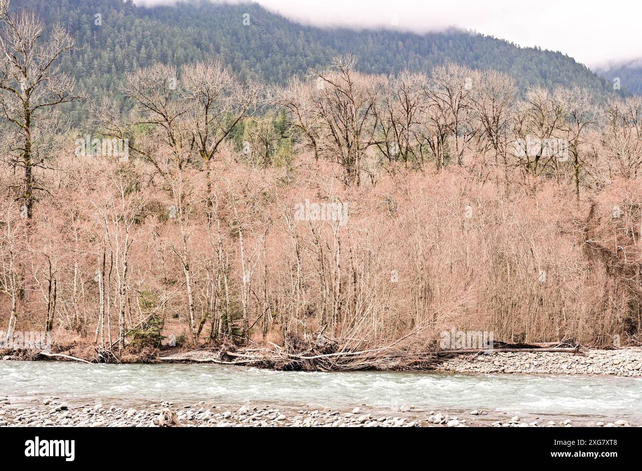 Bäume entlang des Elwha River, Port Angeles, Washington, Herbstsaison Stockfoto