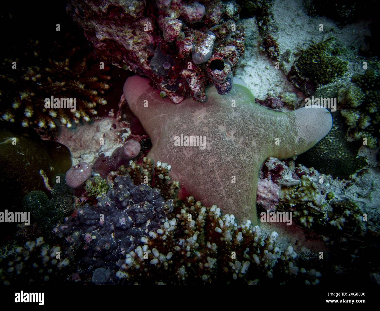 Unterwasser-Malediven Stockfoto