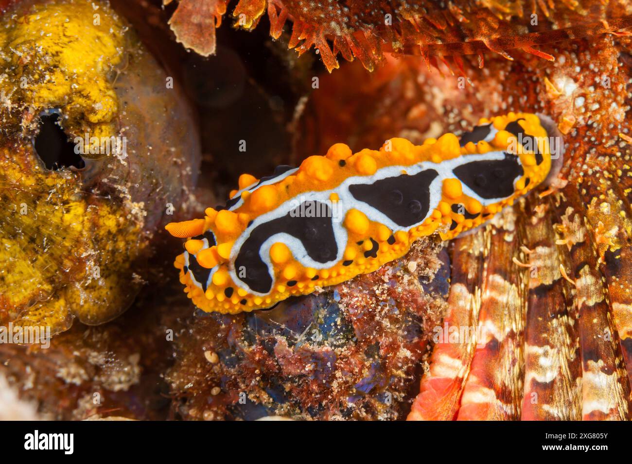 Mosambik, Maputo, Ponta do Ouro, Nacktschnecke, Meeresschnecke Stockfoto