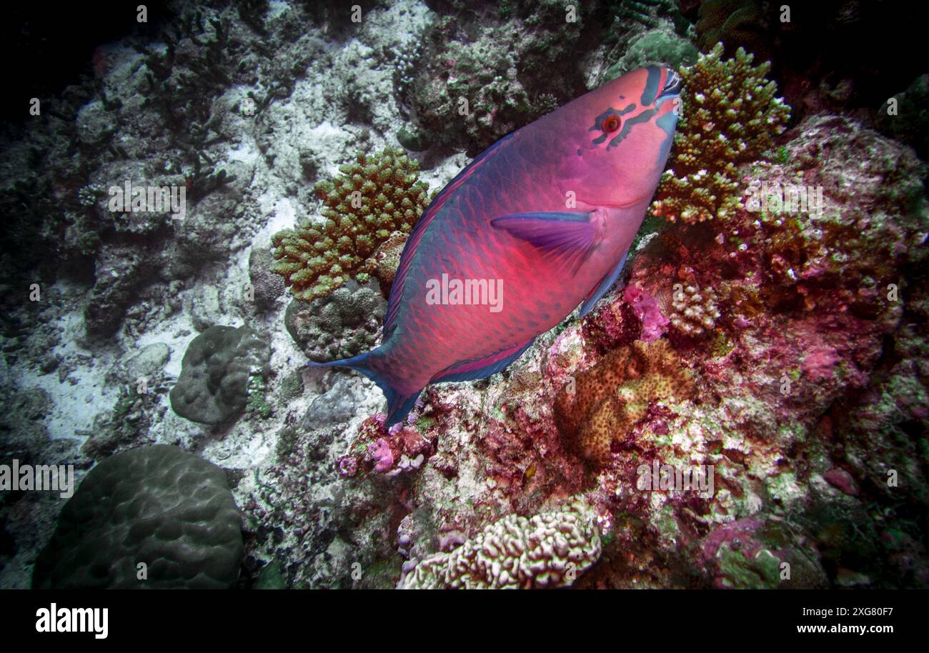 Unterwasser-Malediven Stockfoto