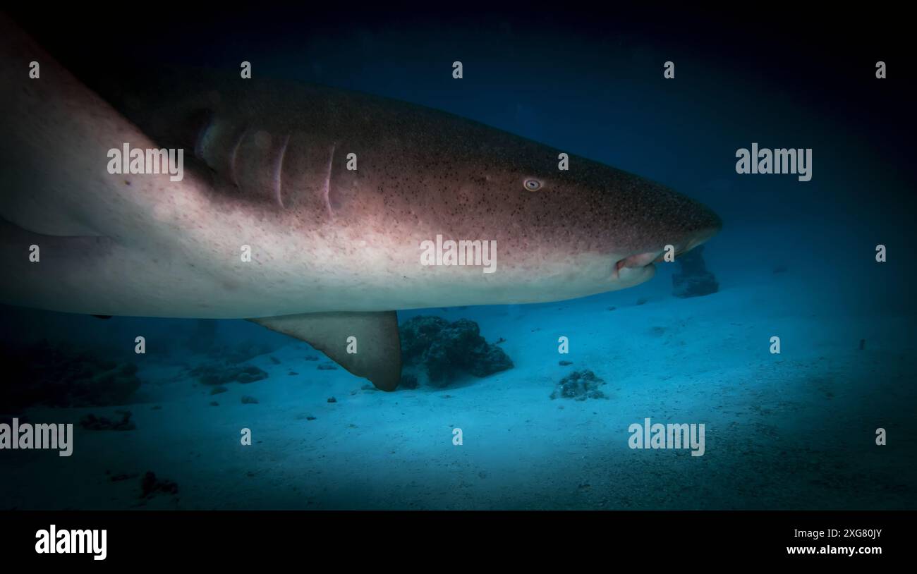 Ein Detail von Tawny Ammenhaien mit blauem Wasser Stockfoto