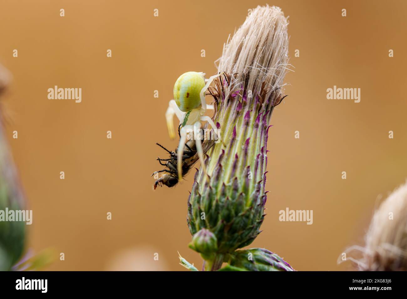 Gelbe Krabbenspinne, getarnt auf einer Blume, fängt Beute und zeigt räuberisches Verhalten in ihrem natürlichen Lebensraum Stockfoto
