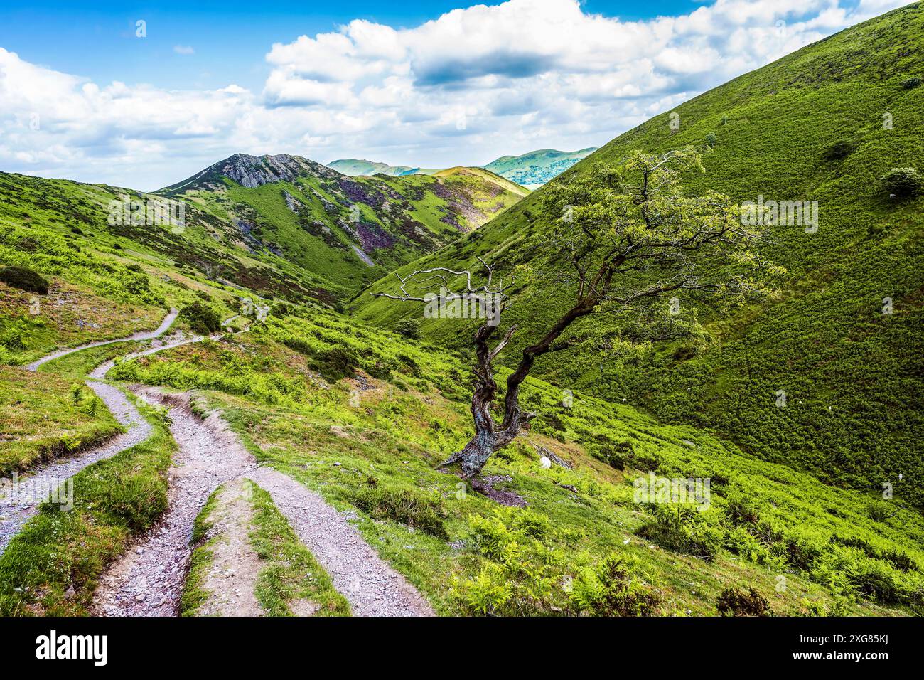 Ein eigenartiger Baum, der auf einem Talweg wächst Stockfoto