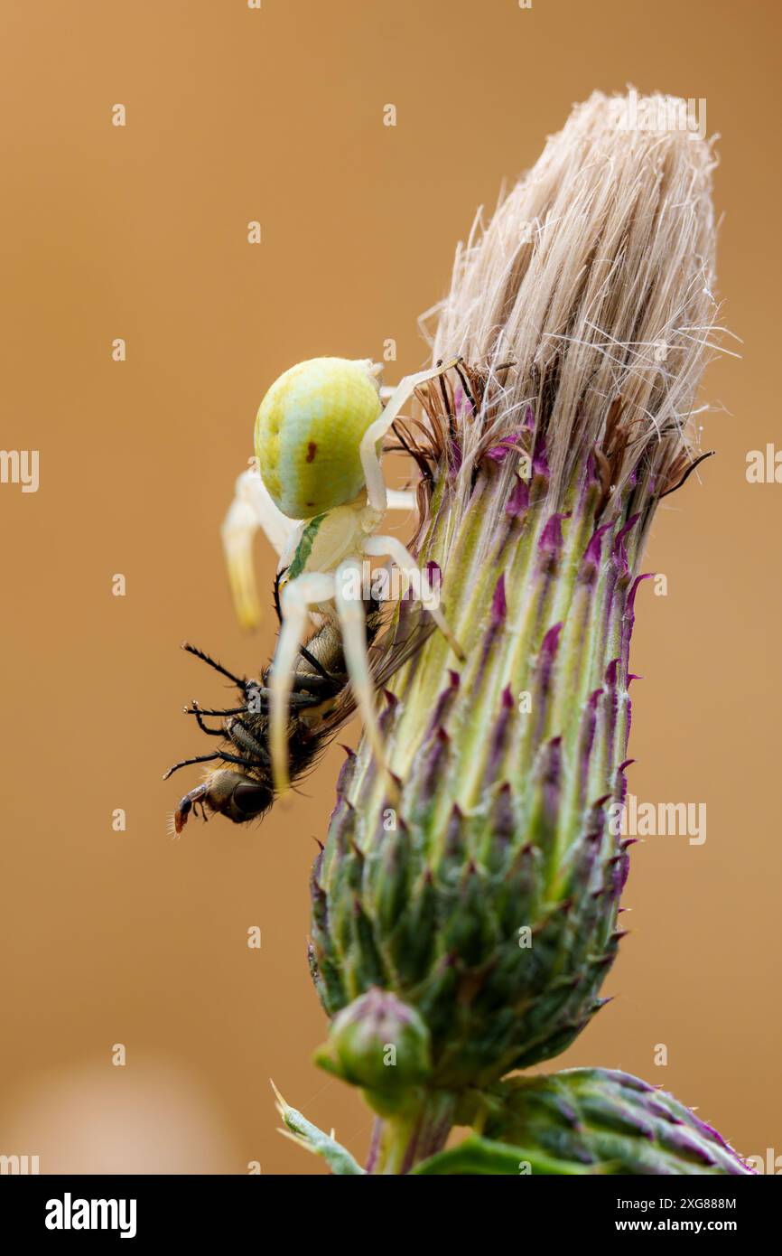 Gelbe Krabbenspinne, getarnt auf einer Blume, fängt Beute und zeigt räuberisches Verhalten in ihrem natürlichen Lebensraum Stockfoto
