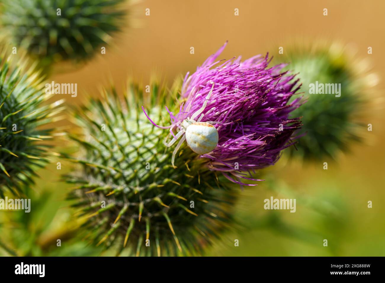 Gelbe Krabbenspinne, getarnt auf einer Blume, fängt Beute und zeigt räuberisches Verhalten in ihrem natürlichen Lebensraum Stockfoto