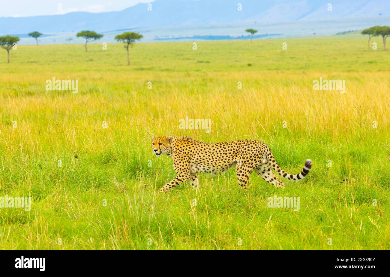 Männlicher Gepard, der in der Savanne läuft. Masai Mara Game Reserve, Kenia. Stockfoto