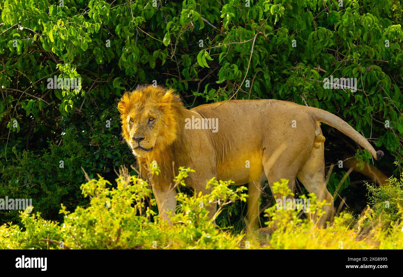 Ein alter männlicher Löwe markiert sein Territorium. Masai Mara Game Reserve, Kenia. Stockfoto