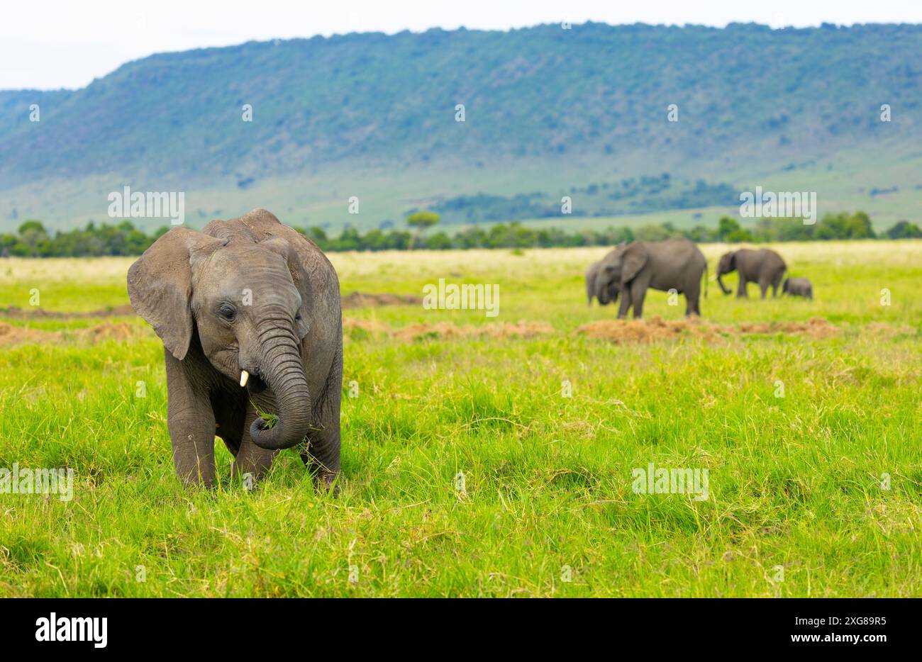 Junger afrikanischer Elefant weidet auf Gras im Masai Mara Game Reserve, Kenia. Stockfoto