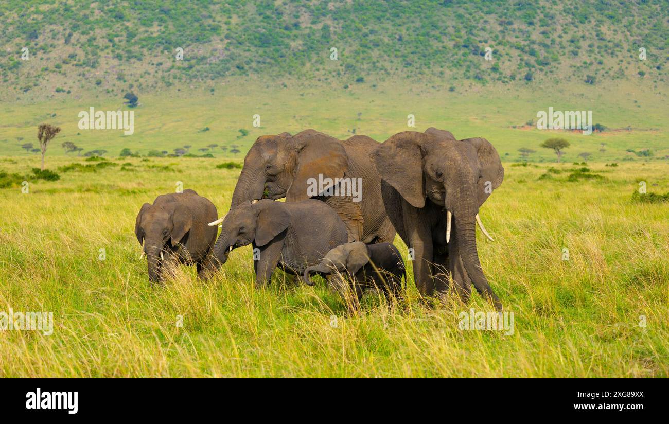 Afrikanische Elefantenkühe und drei Kälber weiden im Masai Mara Game Reserve, Kenia. Stockfoto