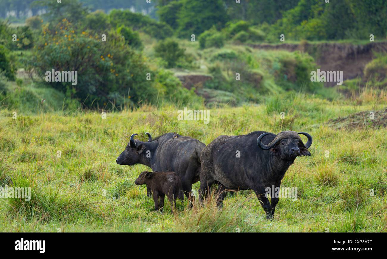 Afrikanischer oder Kap-Buffelbulle. Masai Mara Game Reserve, Kenia, Afrika. Stockfoto