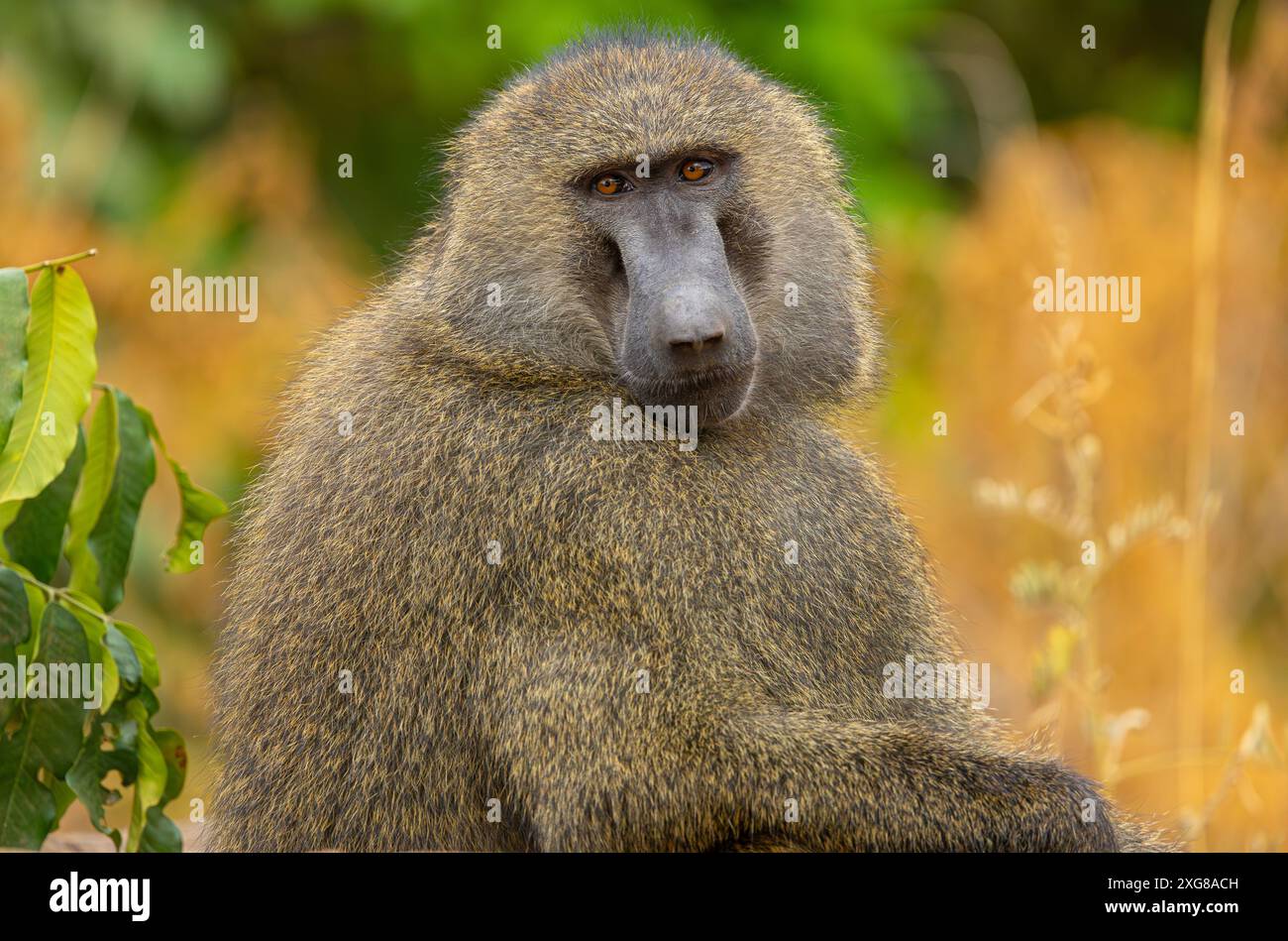 Porträt des männlichen Olivenpavians. Lake Manyara National Park, Tansania. Stockfoto