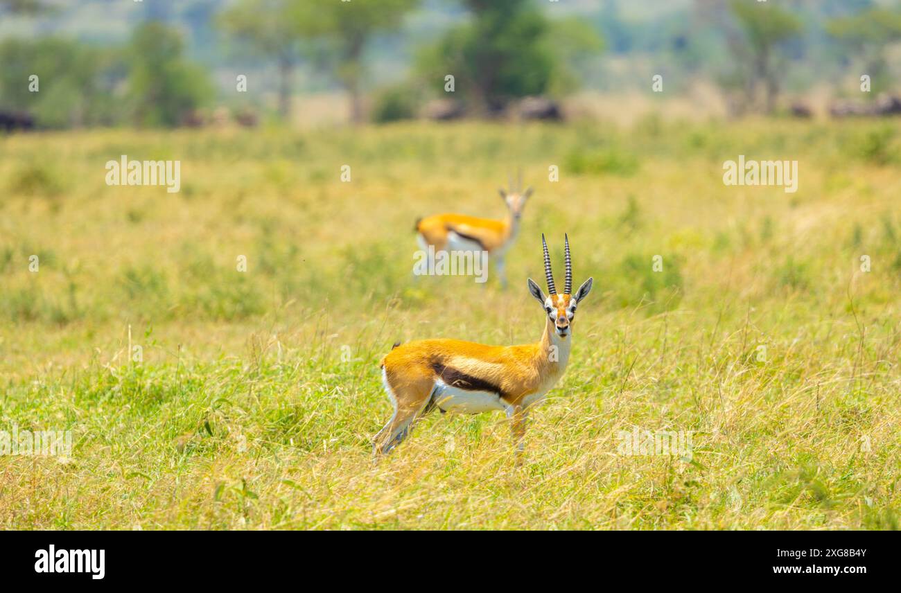 Männliche Thompson-Gazellen in Western Serengeti, Grumeti. Serengeti Nationalpark, Tansania. Stockfoto