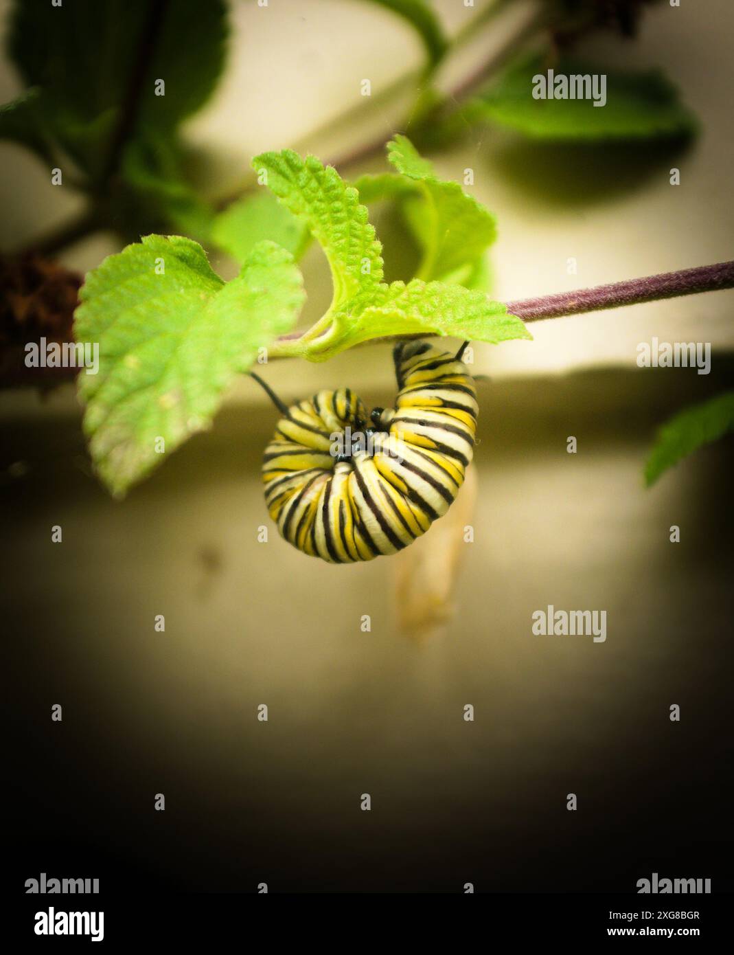 Monarchschmetterling, der sich in eine Chrysalis verwandelt. Wissenschaftlicher Name Danaus plexippus, Orden Lepidoptera, Familie Nymphalidae, Königreich Animalia, Phylum Arthropoda. Hochauflösendes Bild. Stockfoto