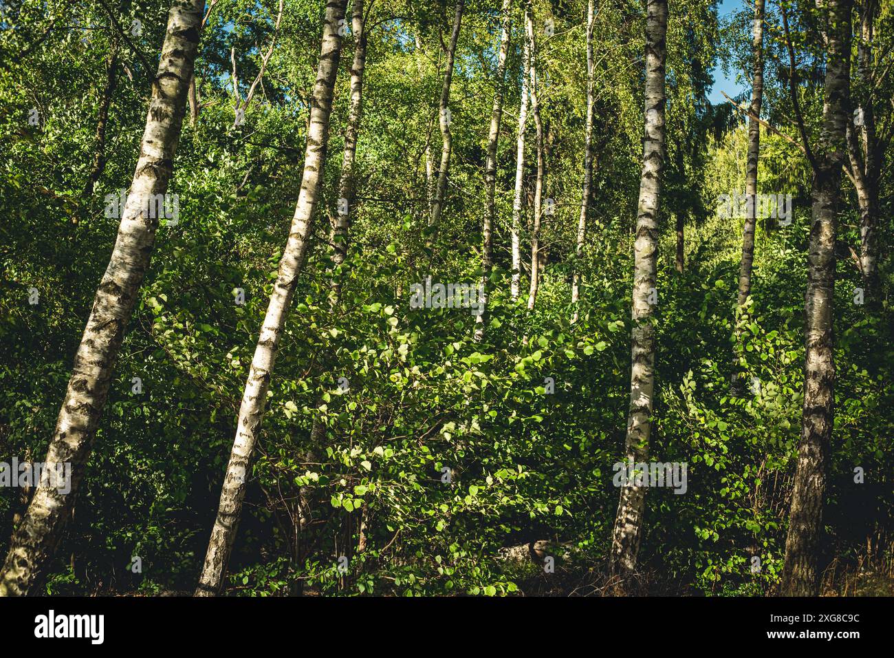 Grüner Birkenwald im Frühjahr Stockfoto