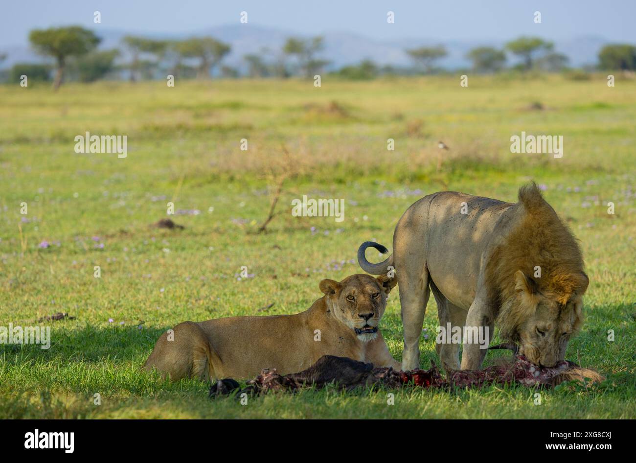 Löwe und Löwe teilen sich einen Gnus-Tod. WESTERN Serengeti, Grumeti. Serengeti Nationalpark, Tansania. Stockfoto