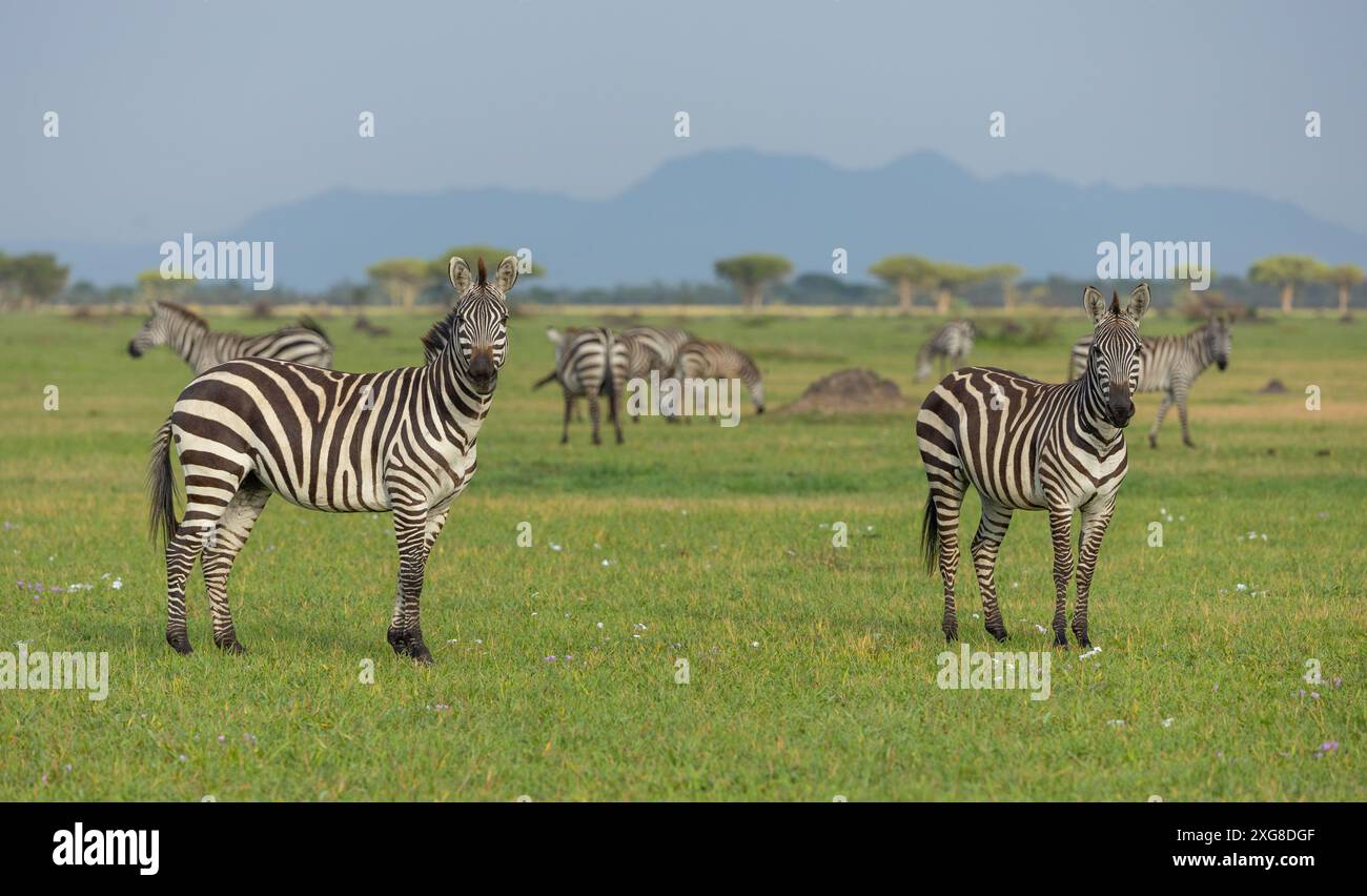 Zebras stehen und grasen in der westlichen Serengeti. Grumeti-Gebiet des Serengeti-Nationalparks, Tansania. Stockfoto